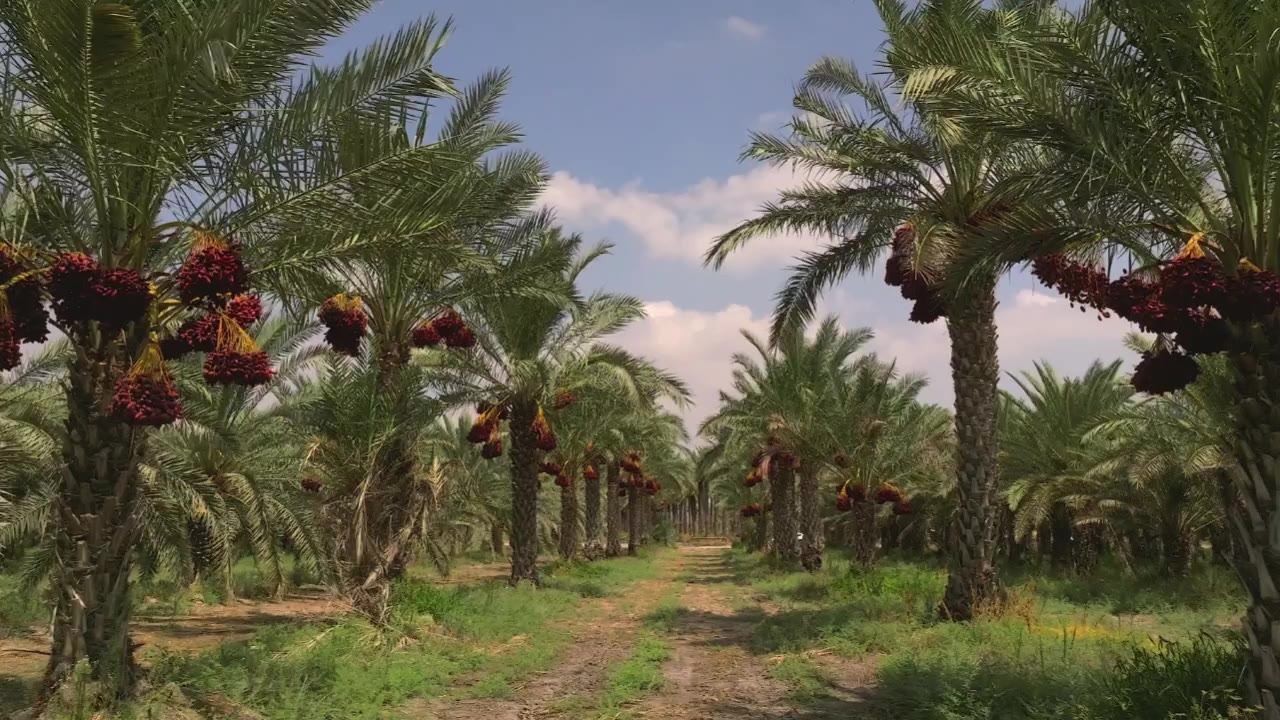 Date palm farm — California dates product line