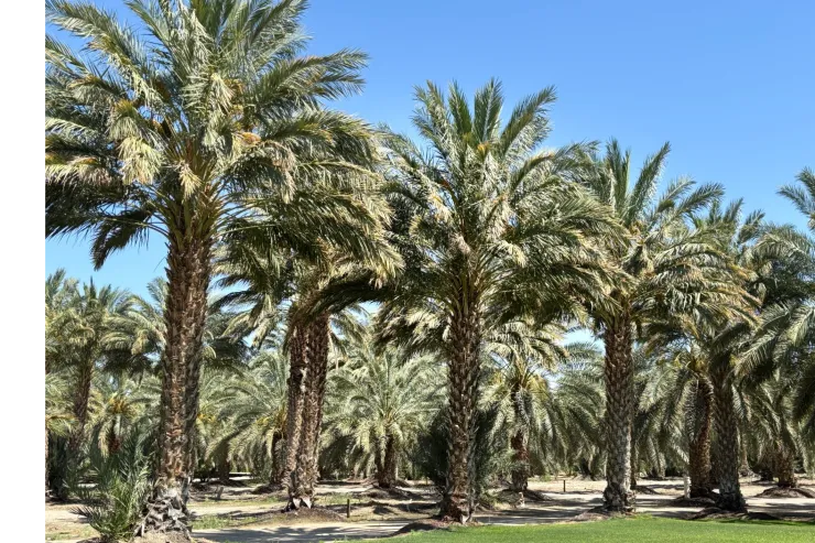 Date palm trees with hanging date clusters — DateFusion California date farm